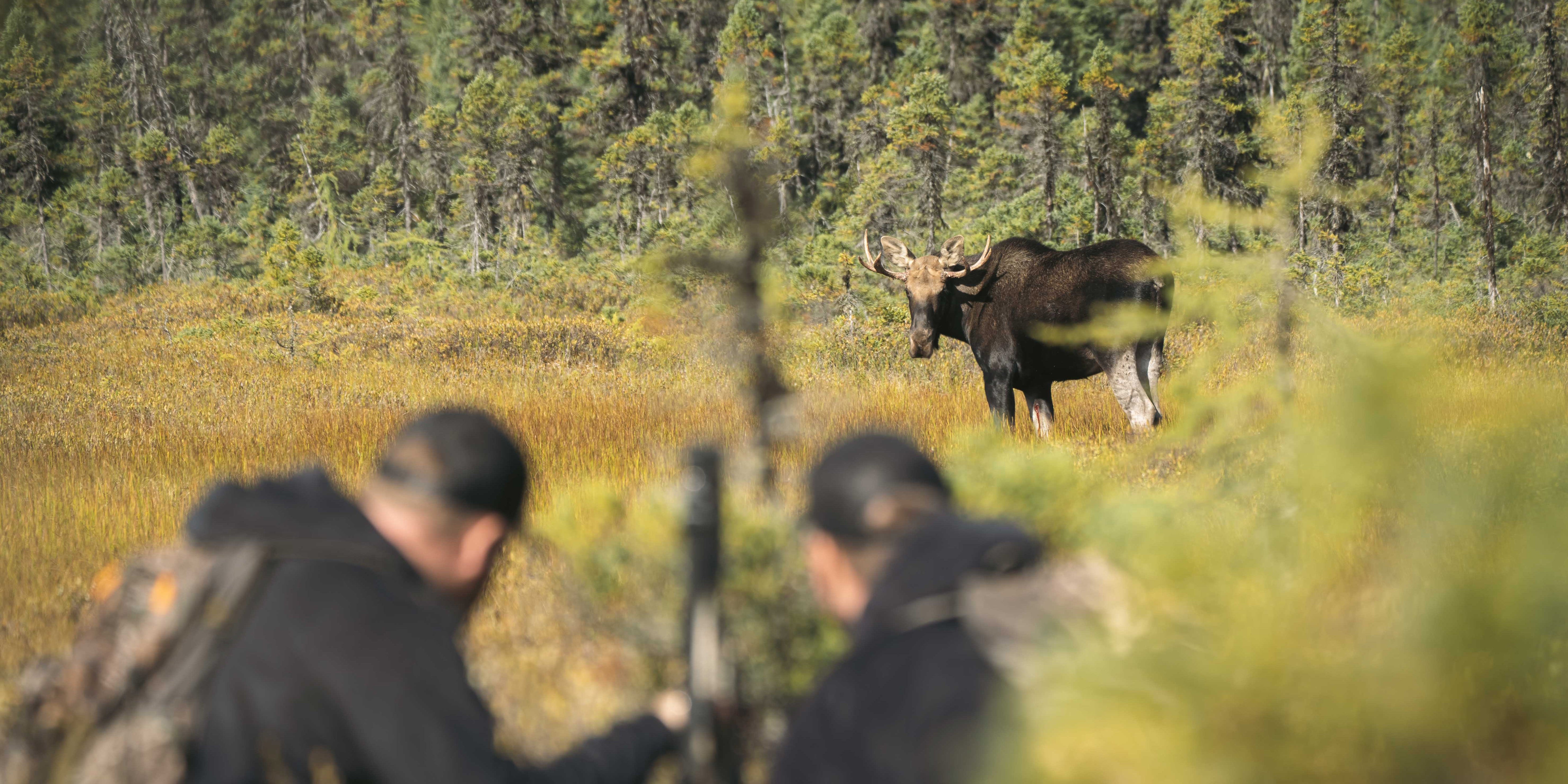 moose hunting